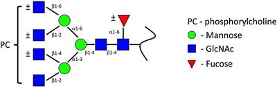 Mini Review: Structure and Function of Nematode Phosphorylcholine-Containing Glycoconjugates